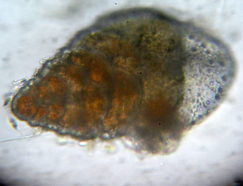 I Foraminifera come non li avevo mai visti!